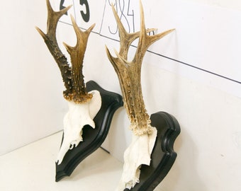 Roe deer with natural antlers horns skull with wooden board plank trophy art wall decoration unique home design
