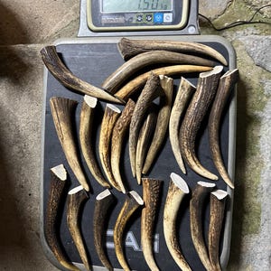 Op de afbeelding: Een verzameling van negentien bruine hertengeweitakken gerangschikt op een digitale weegschaal. Het display van de weegschaal toont een gewicht van 1,50 kg. De geweistukken variëren in lengte en dikte, met getextureerde oppervlakken en bruine tinten.