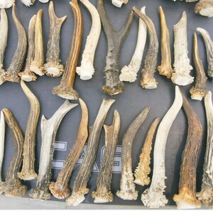 1 kg / 9-15 cm / 25-40 pieces / Natural roe deer antlers / Elements of art, decoration, uniqe, fresh, dog chew / 2 lb / 3,54-5,9 in image 10