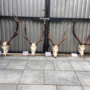 Trofeo di cervo rosso con teschio e corna naturali - Decorazione murale