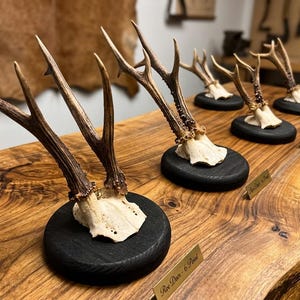 May include: Several deer antlers mounted on black wooden bases are displayed on a wooden table. The antlers are brown and beige, with a natural, textured appearance. The bases are round and painted black. The table has a natural wood grain.