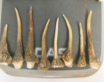 1 kg / 10-20 cm / 10-15 pieces / Natural fallow deer antlers / Elements of art, decoration, uniqe, fresh, dog chew / 2 lb / 3,93-7,87 in