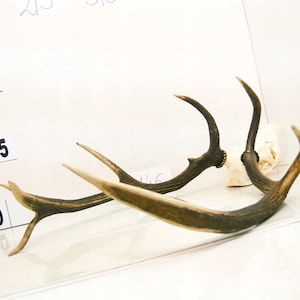 146 / Red deer trophy with natural skull antlers horns wall decoration art unique majestic