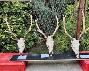 左右対称の大きな鹿の角 - Etsy 日本