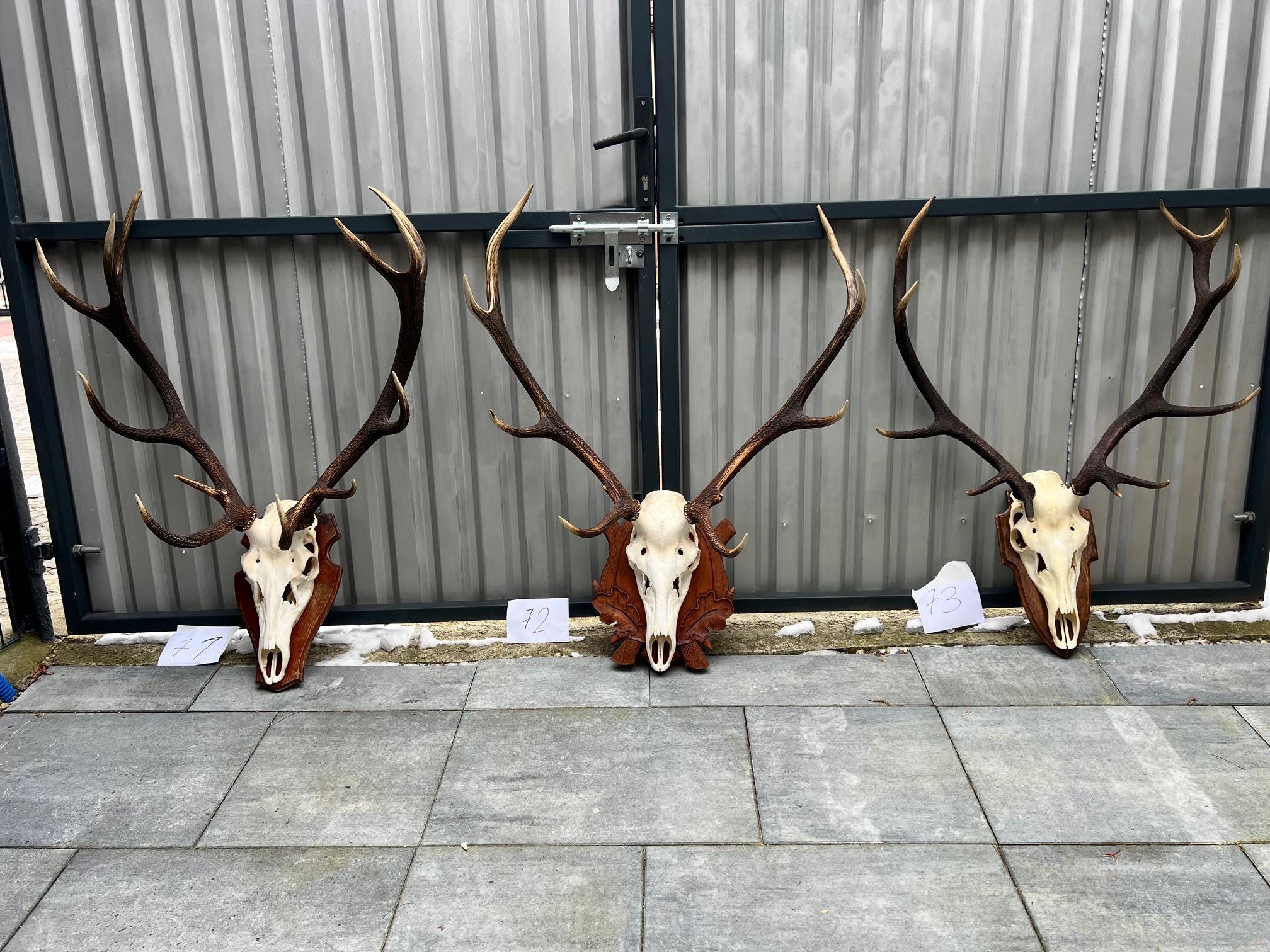 Red Deer Trophy With Natural Skull and Antlers – Wall Decoration