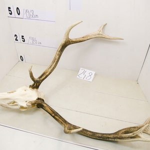 248 Red deer trophy with natural skull antlers horns wall decoration art unique
