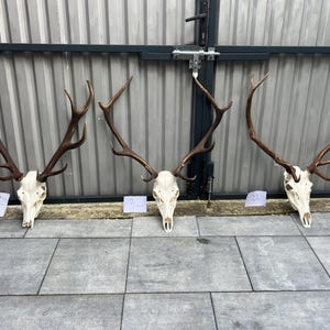 May include: Three deer skulls with large, branching brown antlers arranged in a row. Each skull is white and features a small white paper tag labelled with the numbers 31, 32, and 33 placed directly beneath each respective specimen.