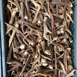 1 kg / 9-15 cm / 25-40 pieces / Natural roe deer antlers / Elements of art, decoration, uniqe, fresh, dog chew / 2 lb / 3,54-5,9 in image 3