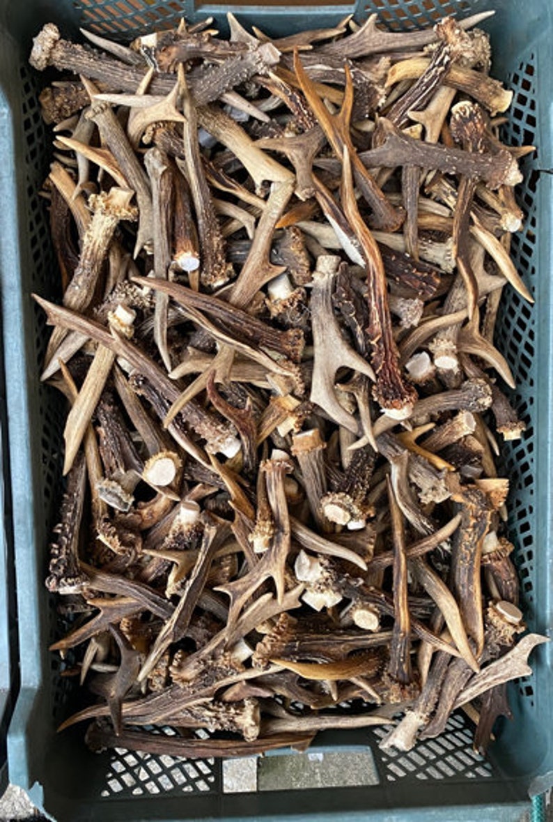 1 kg / 9-15 cm / 25-40 pieces / Natural roe deer antlers / Elements of art, decoration, uniqe, fresh, dog chew / 2 lb / 3,54-5,9 in image 3