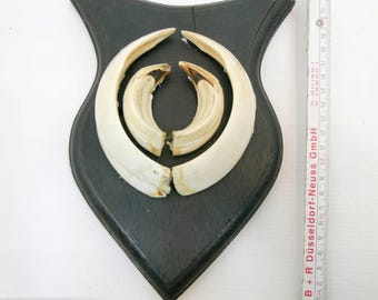 【b-17】 Wild boar's tusk / 朱殷のホワイトハーツ b-17】 Wild boar´s tusk / 朱殷のホワイトハーツ アクセサリー