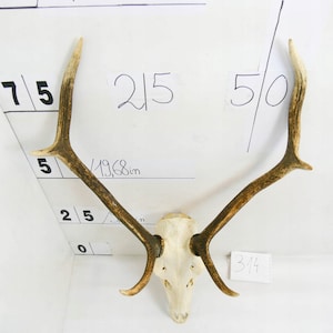 314 Red deer trophy with natural skull antlers horns wall decoration art unique