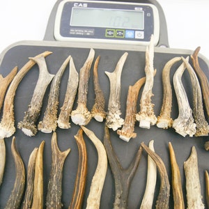 1 kg / 9-15 cm / 25-40 pieces / Natural roe deer antlers / Elements of art, decoration, uniqe, fresh, dog chew / 2 lb / 3,54-5,9 in image 6