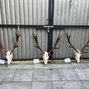 May include: Three deer skulls with large, branching brown antlers arranged in a row. Each skull is off-white and features a complex set of tines. Small white rectangular paper tags with handwritten numbers are placed in front of each skull.