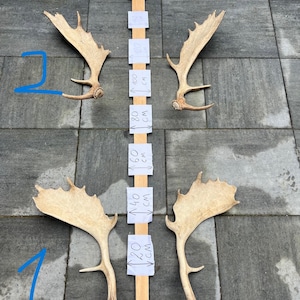 Op de afbeelding: Twee sets geweien, elk met meerdere tanden, worden weergegeven op een grijze betegelde ondergrond. Een houten meetlat met labels in centimeters is tussen de geweien geplaatst. De geweien zijn lichtbruin van kleur.