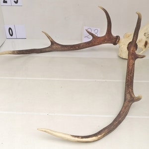 28/ Red deer trophy with natural skull antlers horns wall decoration art unique