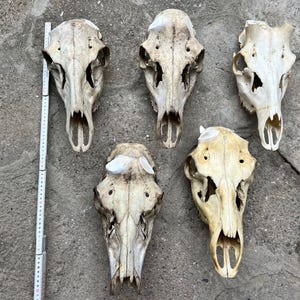 Red deer natural skull art wall decoration unique home design