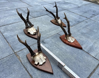 Roe deer with natural antlers horns skull with wooden board plank trophy art wall decoration unique home design