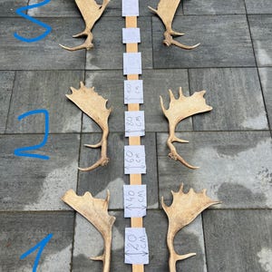 May include: Six sets of deer antlers in various sizes, arranged on a grey surface. A wooden measuring stick with centimetre markings is placed between the antlers. The antlers are a light brown colour.