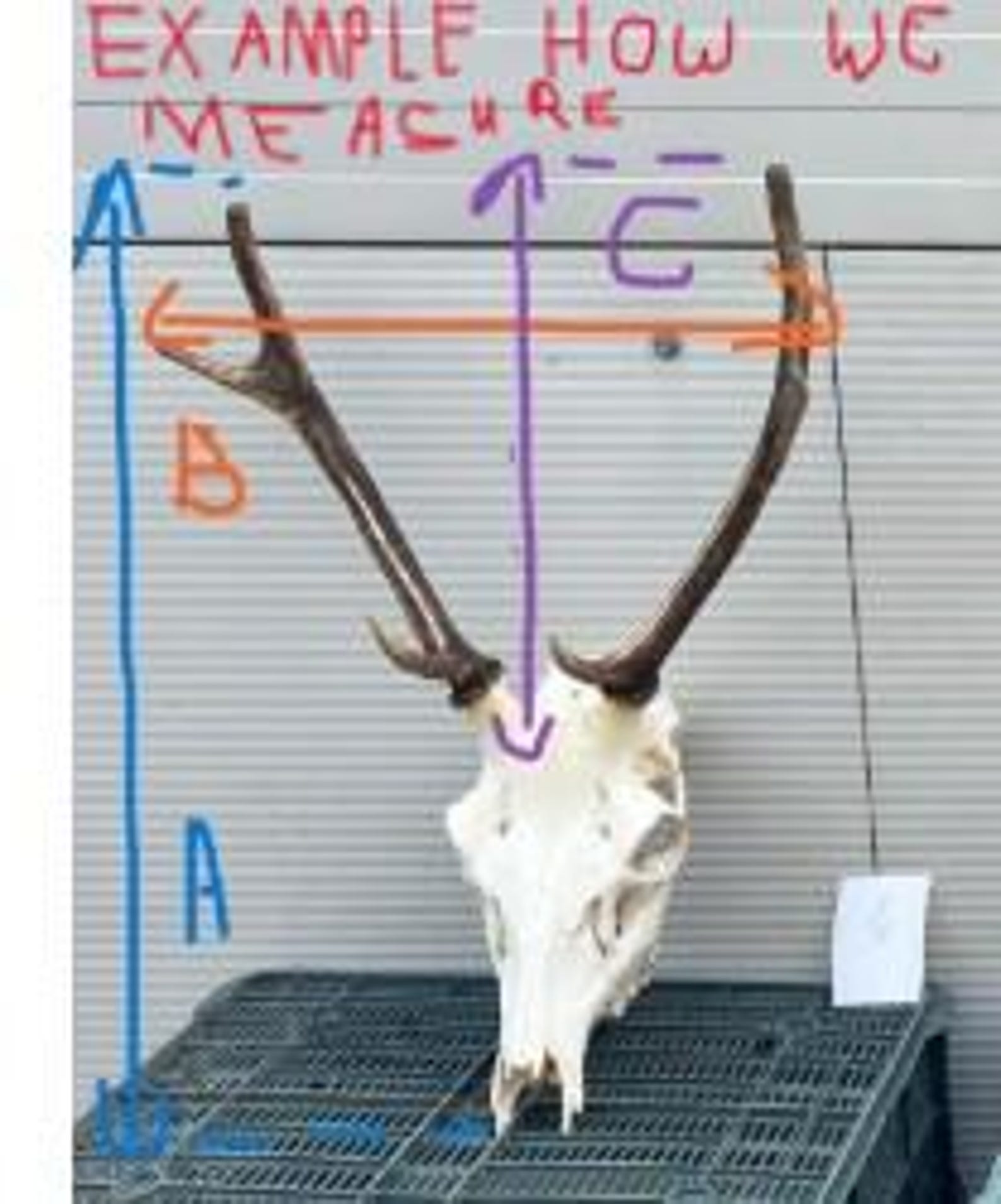 3つのオプションのアカシカのトロフィー、天然の頭蓋骨の角、壁の装飾アート、ユニーク - Etsy 日本