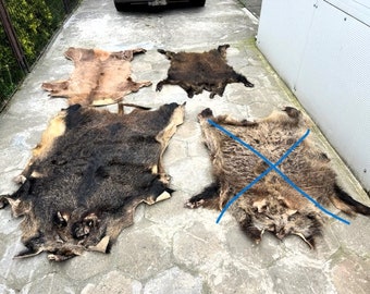 3 x Natural Skin, fur of wild boar and deer doe wall decoration art unique PRICE FOR ALL