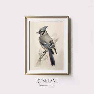 Rustic Art Print of Blue Jay Bird in Light Dusty Blue Tones | Farmhouse Woodland Decor