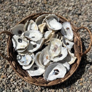 May include: A round, woven brown wicker basket filled with numerous cleaned, empty oyster shells. Each shell features a smooth, iridescent white interior with a distinct dark brown or black muscle scar at the center, showcasing natural textures.