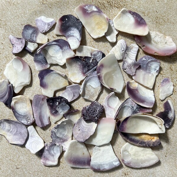 Wampum shells pieces, Cape Cod approximately 45 pieces