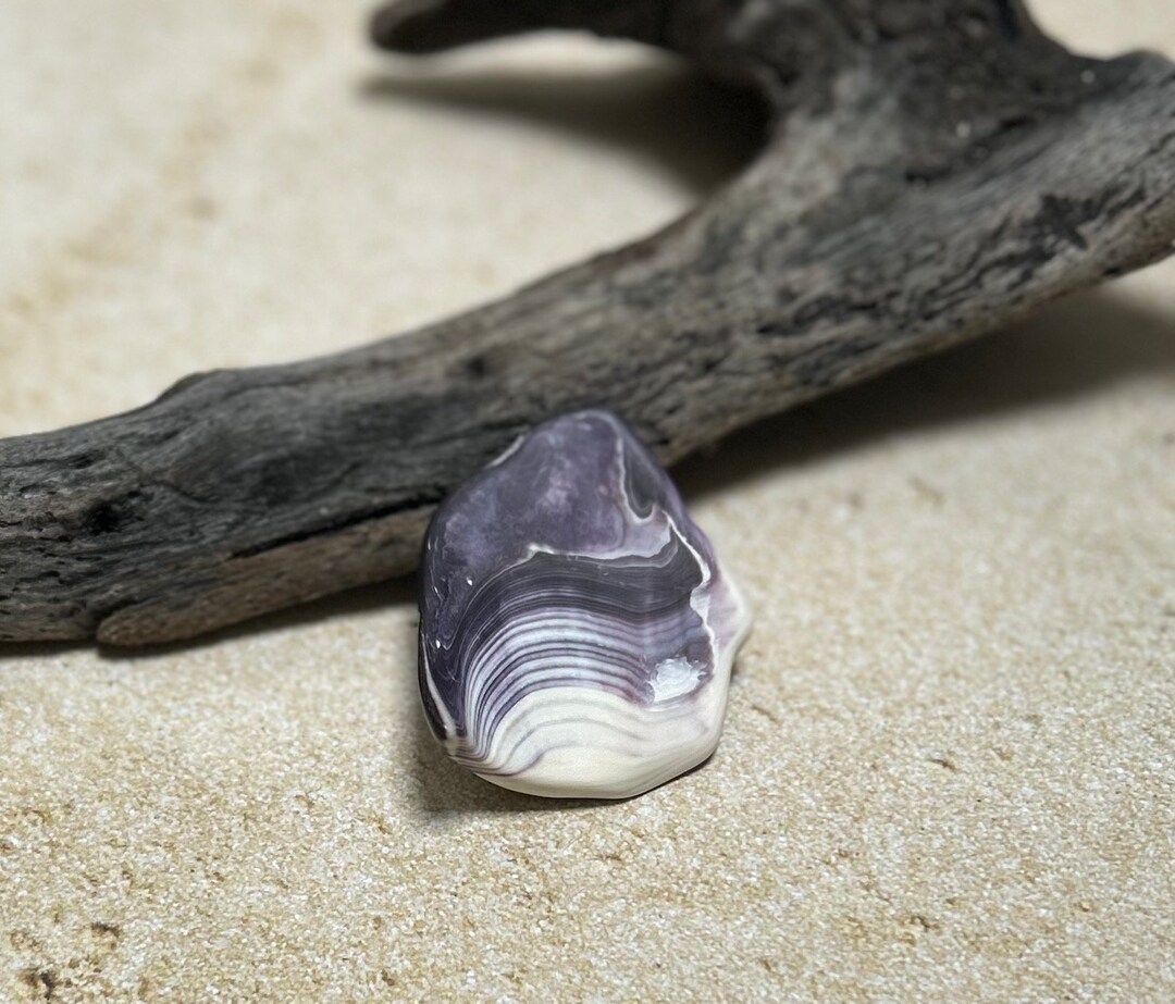 Wampum Shell Large Piece, Cape Cod, Genuine Wampum Shell , Jewelry ...