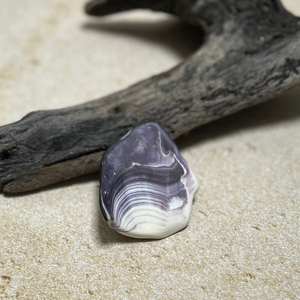 Wampum shells pieces, Cape Cod
