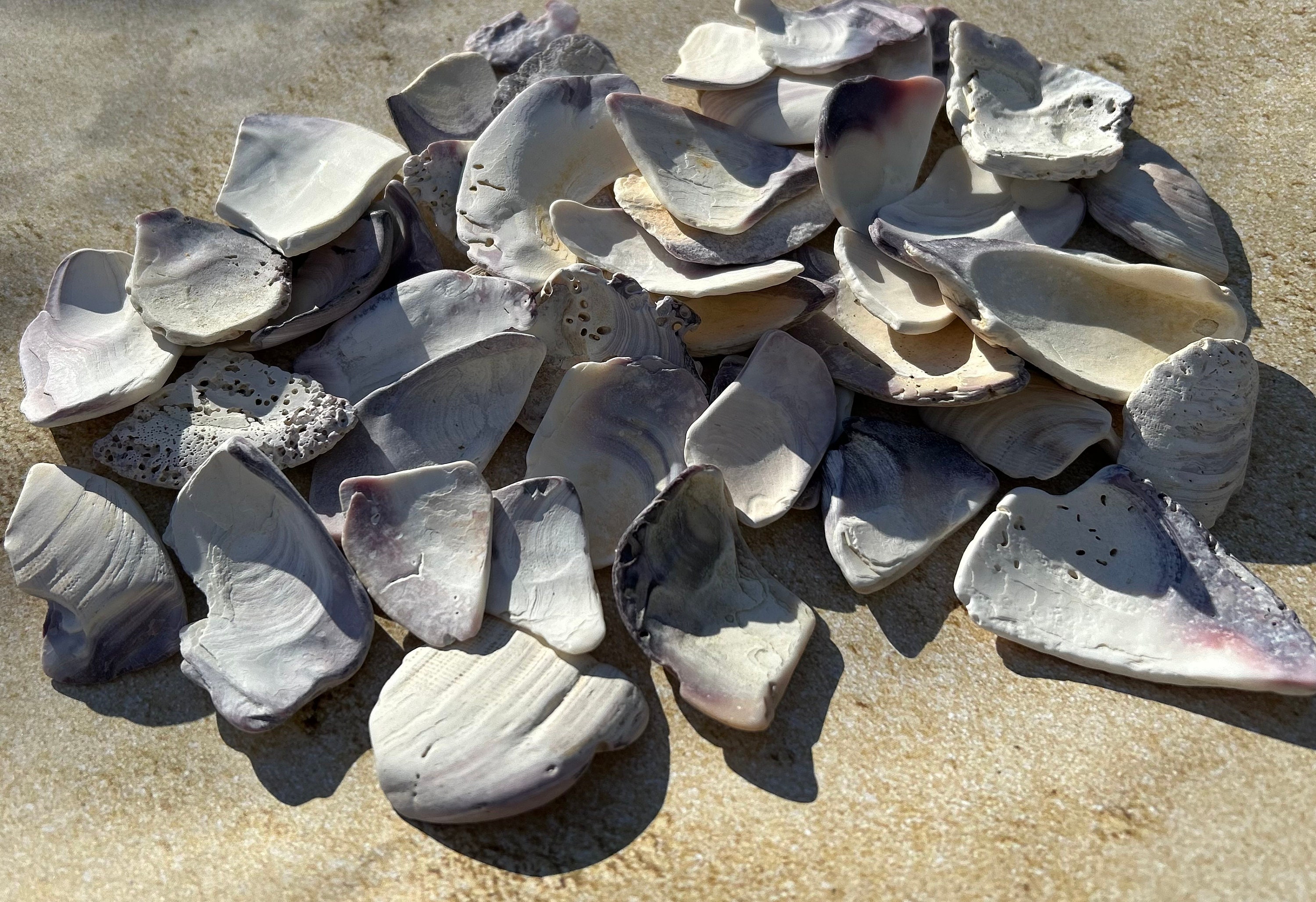 Cape Cod Wampum Shell Pieces: Jewelry Making Supplies (approx. 45 ...