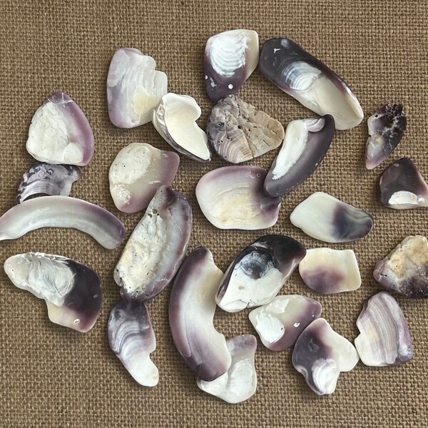 Wampum shells pieces, Cape Cod