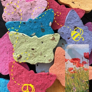 Semi di farfalle fiori di campo senza erba