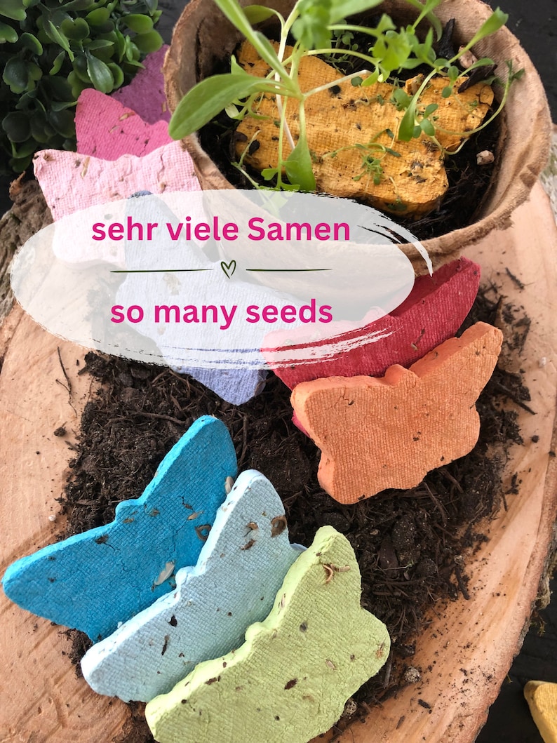 Samen Schmetterlinge Wildblumen ohne Gräser Bild 3