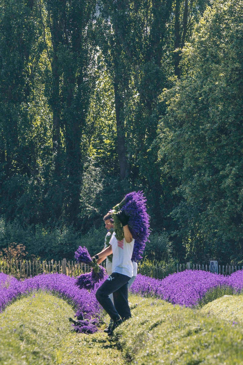 English Dried Lavender Bunches Fragrant Dark Blue UK Etsy UK