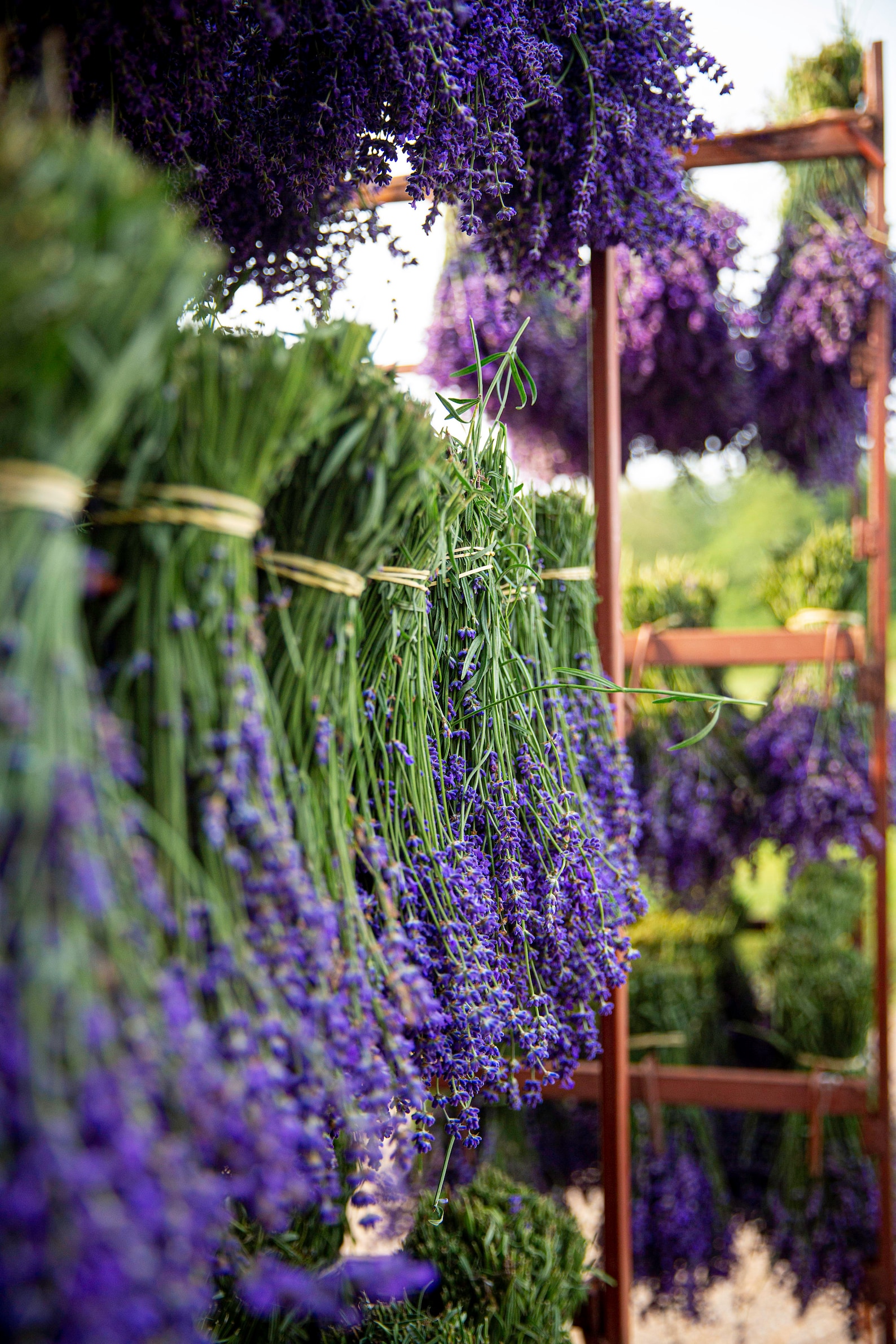 English Dried Lavender Bunches Fragrant Dark Blue UK Etsy UK