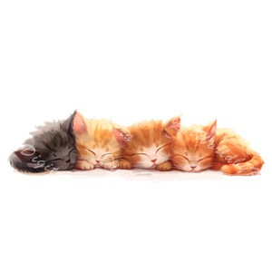 Cute Watercolor Kittens Clipart, Animal illustration PNG art, cat clipart, custom popular png, digital clipart, custom illustration