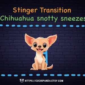 Stinger Transition for Twitch, Chihuahua Dog snotty sneezes transition, Stream Overlay, Vtuber