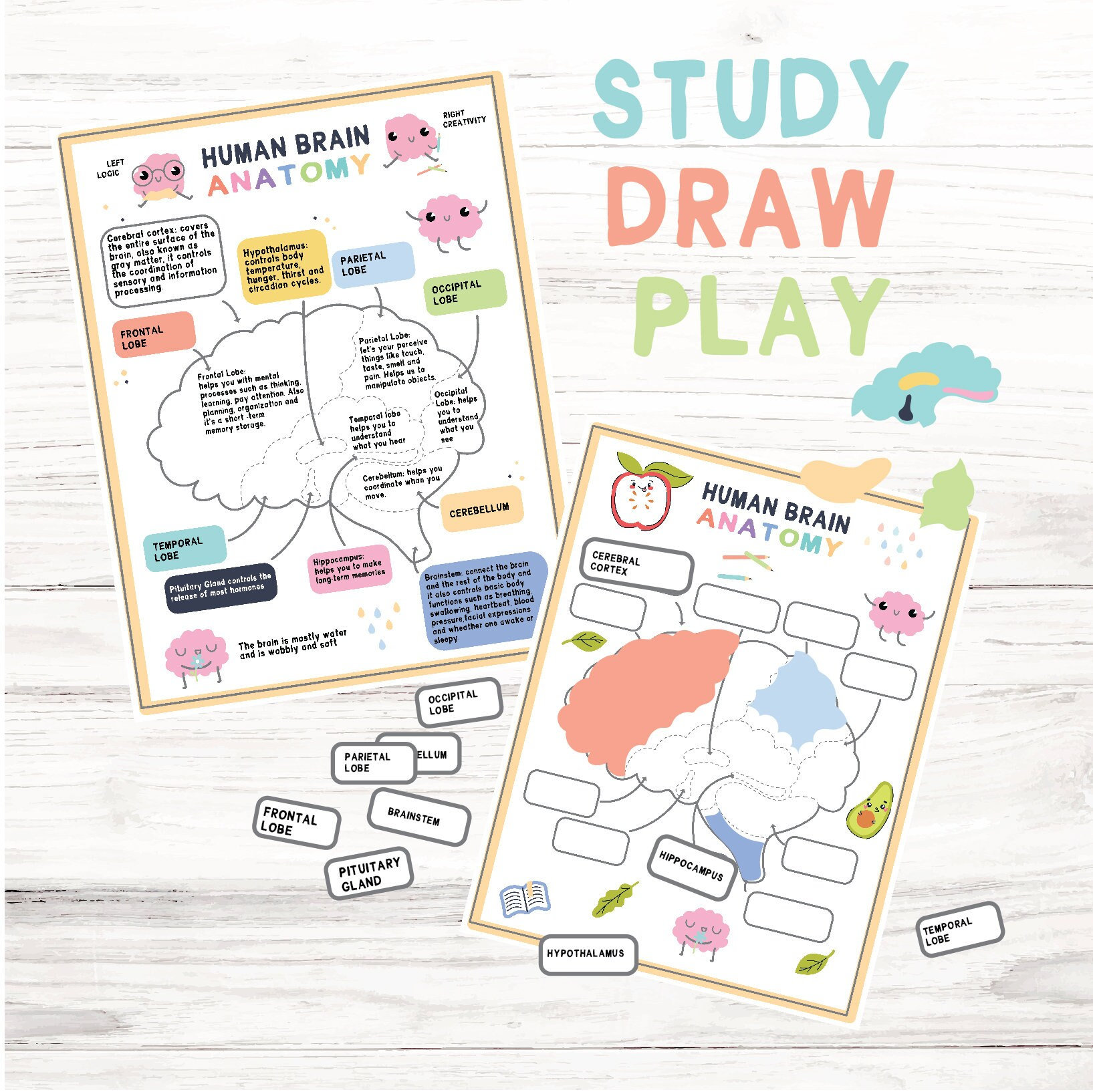 Brain Anatomy Bundle Human Brain Parts Matching Printable Homeschool ...