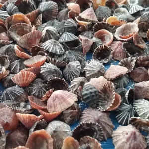 May include: A collection of small, textured seashells in shades of gray, brown, and orange. The shells are arranged closely together, creating a dense pattern. The image is taken from a top-down perspective, highlighting the intricate details of each shell.
