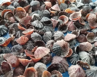 False Star Limpet Shells