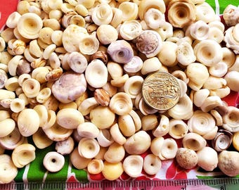 A Puka ready shells