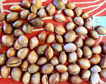 Hawaiian Cowrie shells 20