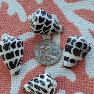 Peut inclure: Quatre coquillages coniques aux motifs géométriques blancs et noirs disposés autour d'une pièce de 25 cents américaine. La pièce présente le portrait d'Edith Kanakaʻole et a un diamètre d'environ 2,43 cm pour servir d'échelle.