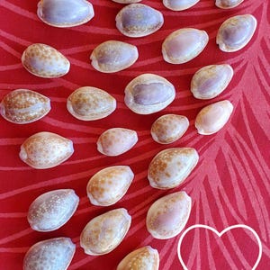 May include: An assortment of seashells in various sizes and colors, including white, tan, and purple, are arranged on a red patterned surface. A US quarter is included for size reference. The shells have a smooth, glossy texture.