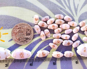 Hawaiian Isabella cowries colors sizes  prices vary