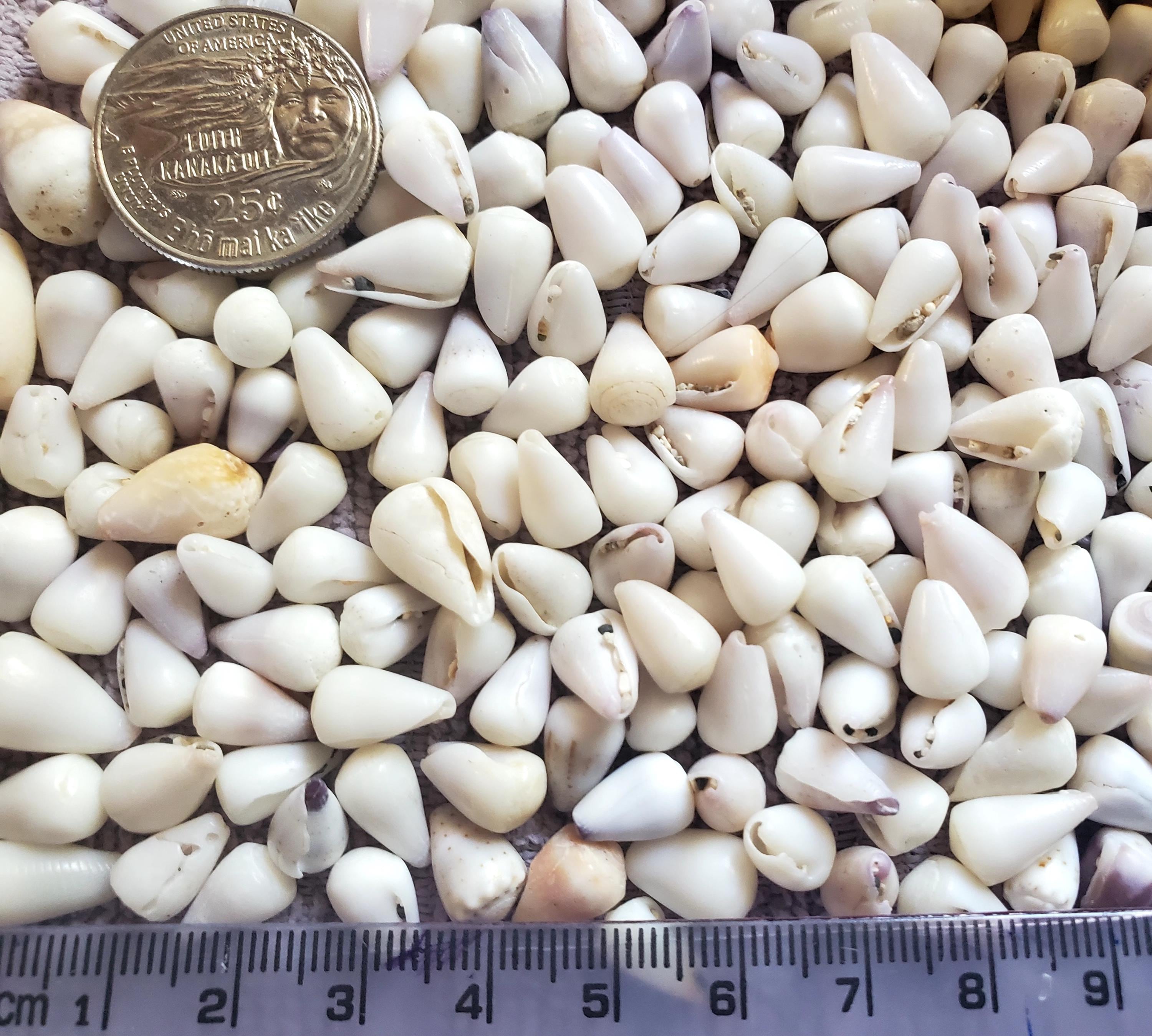 Hawaiian Dwarf Cone Shells - Etsy