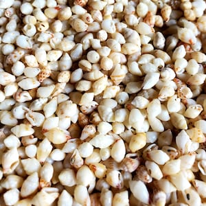 Conchas momi hawaianas