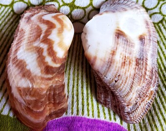 Hawaiian ark shell,  turkey wings LG wings,  med, small & tiny...zebra stripe