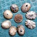 Hawaiian Opihi Shells..limpets - Etsy