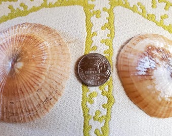 Hawaiian Opihi Shell/limpet